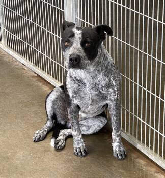 Rescue Australian Cattle Dog Blue Heeler Dogs for Adoption in Canutillo, Texas - Bria | PetCurious