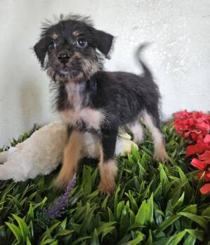 Fanny -  Terrier Dog for Adoption - Fanny | PetCurious