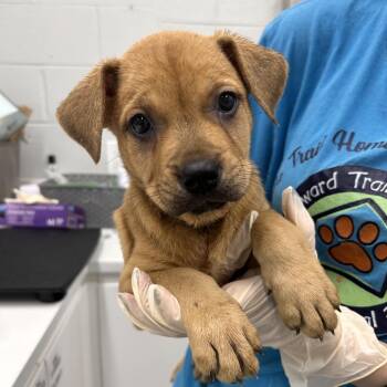Storm 2 Female -  Labrador Retriever and Mixed Breed Dog for Adoption in Fairfax Station, Virginia - Storm 2 Female | PetCurious