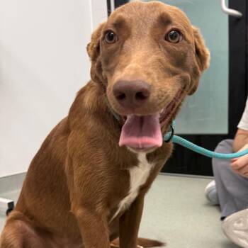Brigitte -  Labrador Retriever and Mixed Breed Dog for Adoption in Abilene, Texas - Brigitte | PetCurious