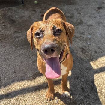 Candace Parker -  Labrador Retriever Dog for Adoption in Phoenix, Arizona - Candace Parker | PetCurious