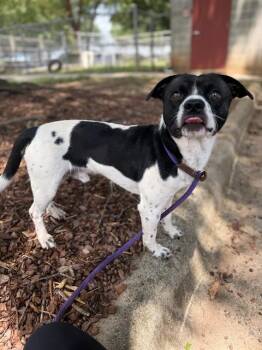 Mixed Breed Dogs Available for Adoption in Charlotte, North Carolina - NEWTON | PetCurious