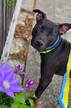 Nacho Chz Fries -  Mixed Breed Dog for Adoption in Cincinnati, Ohio - Nacho Chz Fries | PetCurious