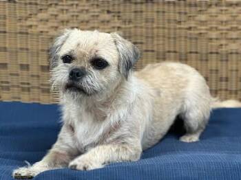 Bella -  Pug Dog for Adoption in Marshall, Texas - Bella | PetCurious