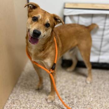 Dog 09/23/2026 -  Shepherd and Mixed Breed Dog for Adoption in Bullhead City, Arizona - Dog 09/23/2026 | PetCurious