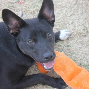 Black Labrador Retriever Dogs Available for Adoption - Milo | PetCurious
