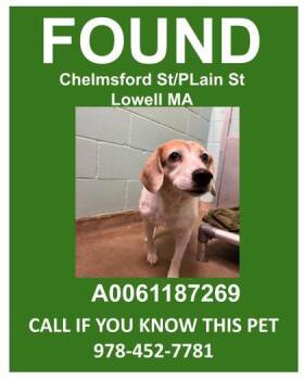 Paisley -  Beagle and Mixed Breed Dog for Adoption in Lowell, Massachusetts - Paisley | PetCurious