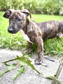 Brownie -  Dachshund Dog for Adoption in Wake Forest, North Carolina - Brownie | PetCurious