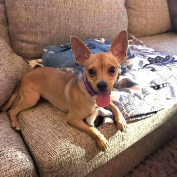 Joey -  Mixed Breed Dog for Adoption in Wilton, California - Joey | PetCurious