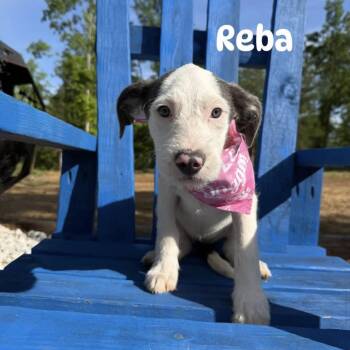 Reba -  Wirehaired Terrier Dog for Adoption in Queen City, Texas - Reba | PetCurious