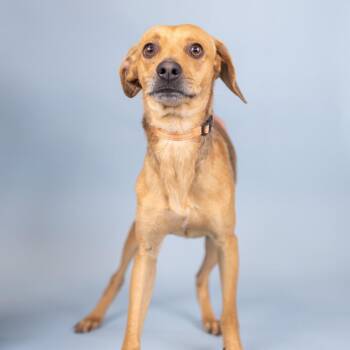 Chihuahua Dogs Available for Adoption in Portland, Oregon - Zvolen | PetCurious