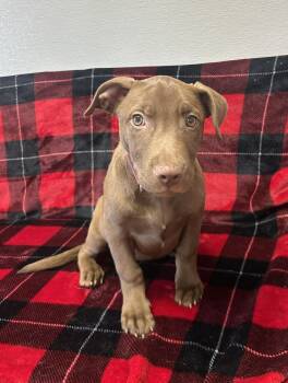 Labrador Retriever Dogs Available for Adoption - Piglet | PetCurious