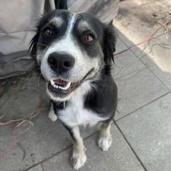 Mixed Breed Dogs Available for Adoption in Buffalo, Minnesota - Chanterelle | PetCurious