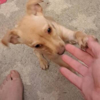 Chihuahua Dogs Available for Adoption in Livingston, Texas - Duncan | PetCurious