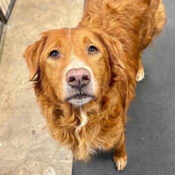 Abbey -  Mixed Breed Dog for Adoption in New York, New York - Abbey | PetCurious