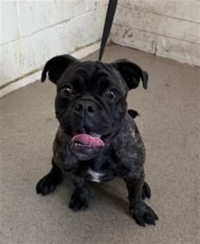 TARZAN -  Pug and Mixed Breed Dog for Adoption in San Bernardino, California - TARZAN | PetCurious
