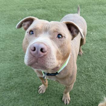 American Bully Dogs Available for Adoption in Grand Rapids, Michigan - Theodore - The Sweetest Boy! | PetCurious