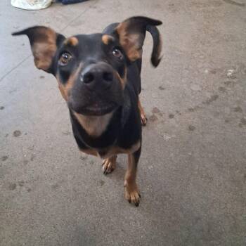 Dandelion -  Doberman Pinscher Dog for Adoption in Kingman, Arizona - Dandelion | PetCurious