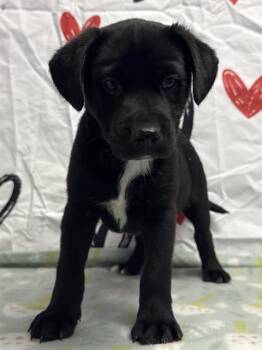 American Bulldog Dogs Available for Adoption - POPPY | PetCurious