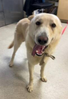 German Shepherd Dog Dogs Available for Adoption in Riverside, California - SARGENTO | PetCurious