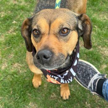 Mixed Breed Dogs Available for Adoption in Pekin, Illinois - Camilla | PetCurious