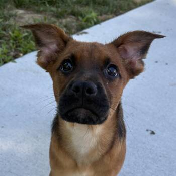 Shepherd Dogs Available for Adoption in Richmond, Virginia - Indy | PetCurious
