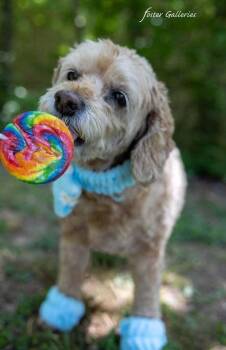 Leelo -  Poodle and Cocker Spaniel Dog for Adoption in Middletown, Connecticut - Leelo | PetCurious