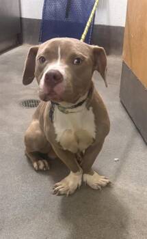 TOAD -  Pit Bull Terrier and Mixed Breed Dog for Adoption - TOAD | PetCurious