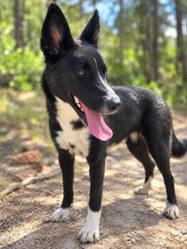 Honeydew -  Mixed Breed Dog for Adoption in Colorado Springs, Colorado - Honeydew | PetCurious