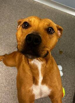 Juniper -  Mixed Breed Dog for Adoption in Munster, Indiana - Juniper | PetCurious