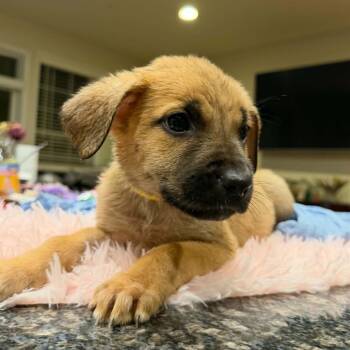 Puppy Yellow -  Bullmastiff and German Shepherd Dog Dog for Adoption in Manchester, Pennsylvania - Puppy Yellow | PetCurious