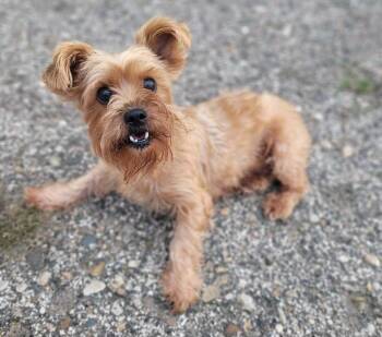 Wednesday -  Yorkshire Terrier Dog for Adoption in Mishawaka, Indiana - Wednesday | PetCurious