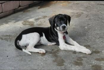 Pixie -  Pointer Dog for Adoption in Columbia, Missouri - Pixie | PetCurious