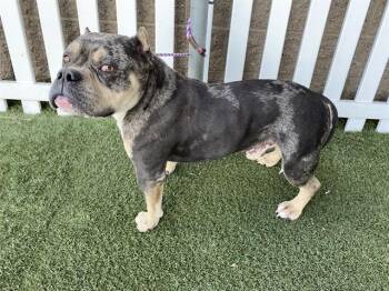 American Bulldog and Mixed Breed Dogs Available for Adoption in Modesto, California - A609652 | PetCurious