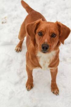 Beagle and Dachshund Dogs Available for Adoption - Bradley | PetCurious