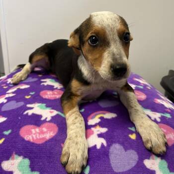 Mirabel -  Cattle Dog and Mixed Breed Dog for Adoption in Spruce Pine, North Carolina - Mirabel | PetCurious