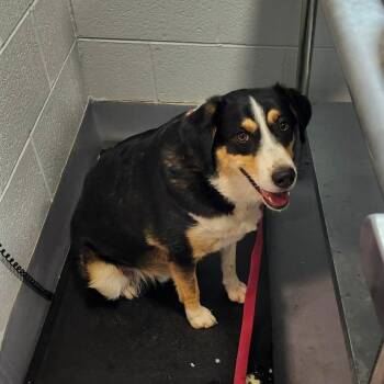 River -  Shepherd Dog Available for Adoption in Aldie, Virginia - River | PetCurious