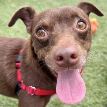 Buddy -  Mixed Breed Dog for Adoption in Largo, Florida - Buddy | PetCurious