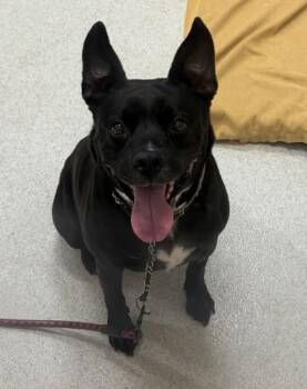 Princess Tiana -  Pit Bull Terrier and Mixed Breed Dog for Adoption in Honolulu, Hawaii - Princess Tiana | PetCurious