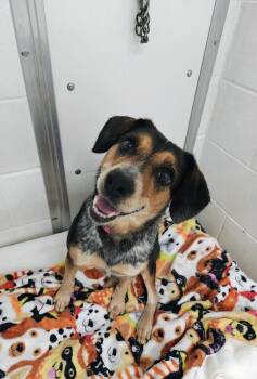 Geri -  Beagle and Australian Cattle Dog Blue Heeler Dog for Adoption in Oconto, Wisconsin - Geri | PetCurious