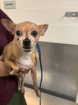 Rescue Chihuahua and Mixed Breed Dogs for Adoption in Fort Worth, Texas - 59838066 | PetCurious