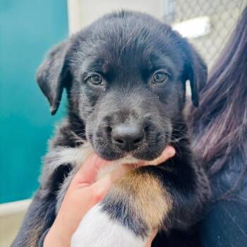 Labrador Retriever and Husky Dogs Available for Adoption in Evansville, Indiana - Cyclone | PetCurious