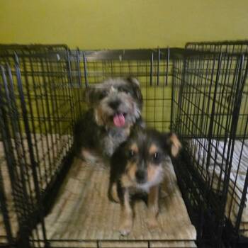 Snugs -  Terrier and Chihuahua Dog for Adoption in Helena, Alabama - Snugs | PetCurious
