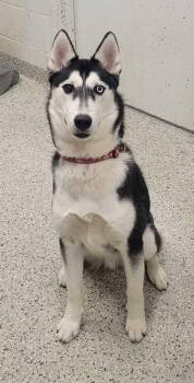 Grigory -  Siberian Husky and Mixed Breed Dog for Adoption in Kansas City, Missouri - Grigory | PetCurious