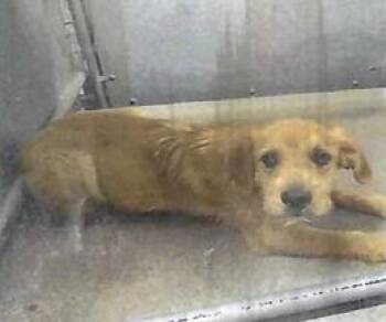 Gracie (Ernie) (A116383) -  Cairn Terrier Dog for Adoption in Pahrump, Nevada - Gracie (Ernie) (A116383) | PetCurious