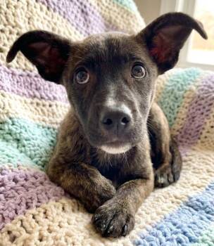 Jazzi -  Catahoula Leopard Dog and Terrier Dog for Adoption in Crown Point, Indiana - Jazzi | PetCurious