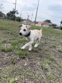Labrador Retriever and Terrier Dogs Available for Adoption in Mico, Texas - Ferb | PetCurious