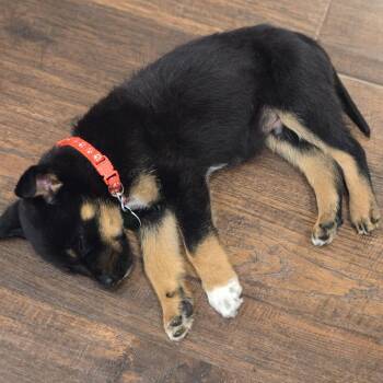 Mixed Breed Dogs Available for Adoption - Kachow | PetCurious