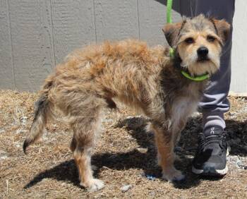 Terrier and Mixed Breed Dogs Available for Adoption in Vacaville, California - Hendrix | PetCurious