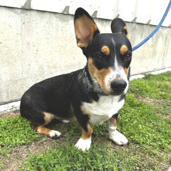 Corgi and Mixed Breed Dogs Available for Adoption in Warrensburg, Missouri - Ruby | PetCurious